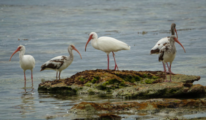 Five Ibises Standing on Rock Along Shoreline on Key West Florida