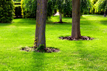 Mulching a tree bark under a tree trunk growing on a green lawn with a grass.