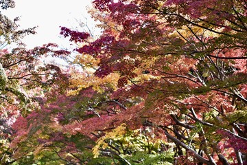 maple leaves in autumn