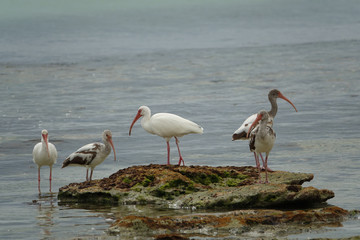 Five Ibises Standing on Rock Along Shoreline on Key West Florida
