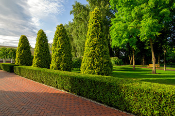 a park with boxwood hedge and evergreen thuja and tall arborvitae trees with clouds in the sky on sunny summer day.