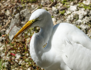 Closeup of White Heron