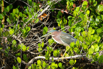 Green Heron in Shark Valley Everglades National Park