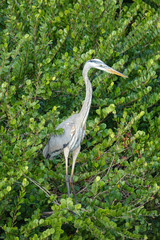Great Blue Heron Standing in Bushes in Everglades National Park