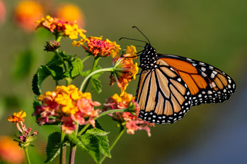 Fototapeta na wymiar Orange Butterfly on a Flower