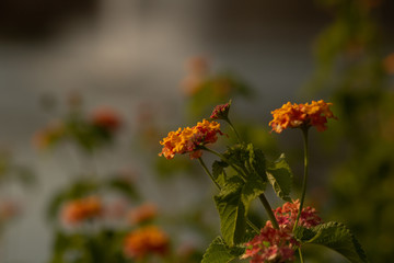 Orange Flowers in the Garden