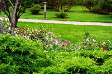 a landscape design colorfully flowerbed with lots flowers and evergreen bush in the well groomed backyard, summer day.