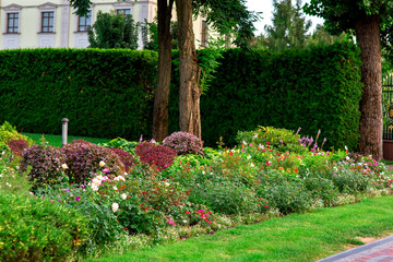 Fototapeta premium projekt krajobrazu kolorowy kwietnik z mnóstwem kwiatów i roślin na zadbanym podwórku, nikt.