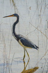 Great Blue Heron Walking in Water in Everglades National Park