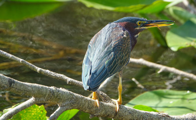 Green Heron in Shark Valley Everglades National Park