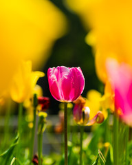 tulips in the garden
