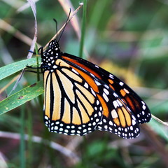 Monarch Butterfly