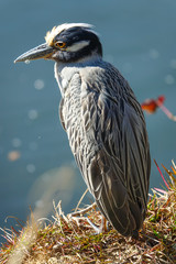 Single Night Heron in Crystal River Florida