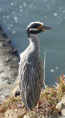 Single Night Heron in Crystal River Florida