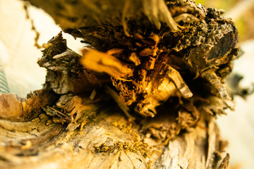 Abstract wood close up 