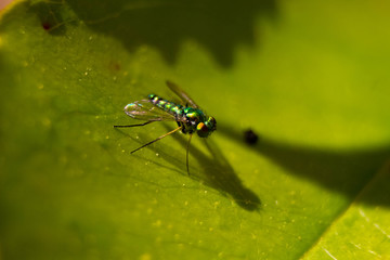 green fly close up 