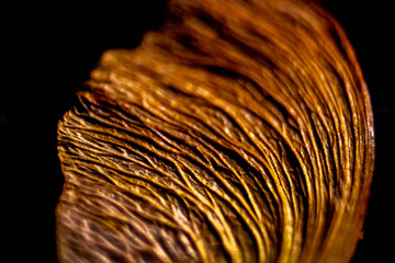 Abstract leaf close up 