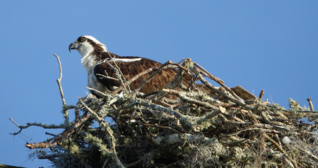 Nesting Osprey in Crystal River Florida