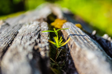 Green plant on a log close up 