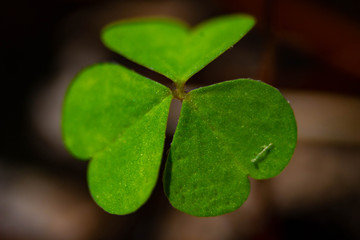 Green clover close up 