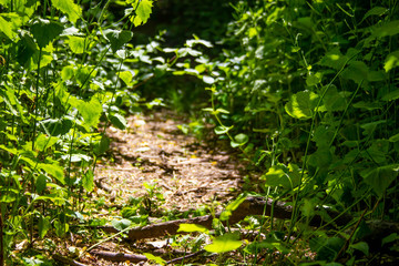 Green nature trail
