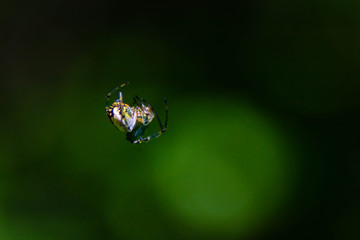 spider on web
