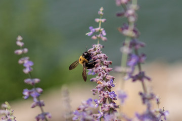 Bumble bee on a purple flower