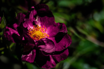 pink flower close up