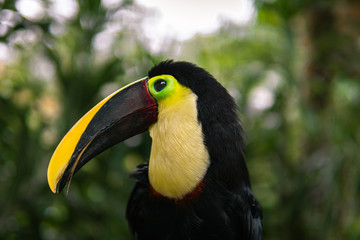 colorful toucan, bird of paradise