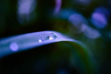 water droplet on purple grass 