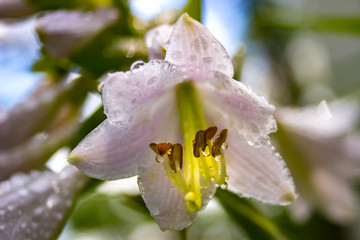 white tulip water droplets