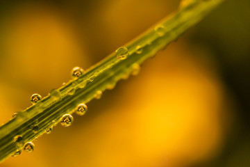 small Water droplets on grass yellow background