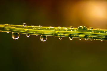Water droplets on grass yellow background