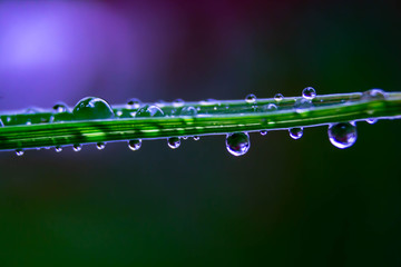 Water droplets on grass purple background