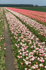 Field of tulips