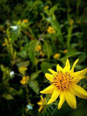 yellow flower in the garden