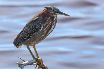 Side View of Green Heron in the Everglades on Lake