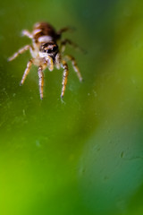 spider close up on glass
