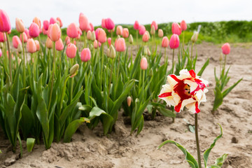 Field of tulips