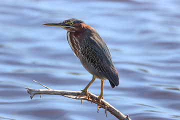 Tri-Colored Heron Along Everglades Lake