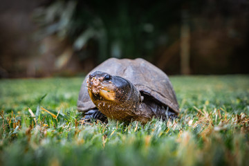 turtle on grass walking away from a meal