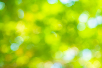 Fototapeta na wymiar Abstract blurred green tree leaf forest with sun beam
