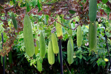 Schwammkürbis, Luffa-Gurke (Luffa aegyptiaca)