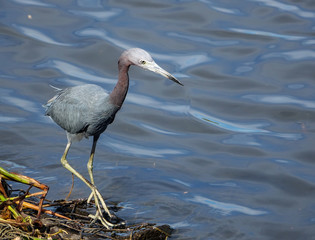 Little Blue Heron Along Shoreline in Florida Everglades