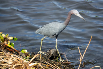 Little Blue Heron Along Shoreline in Florida Everglades