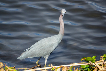 Little Blue Heron Along Shoreline in Florida Everglades