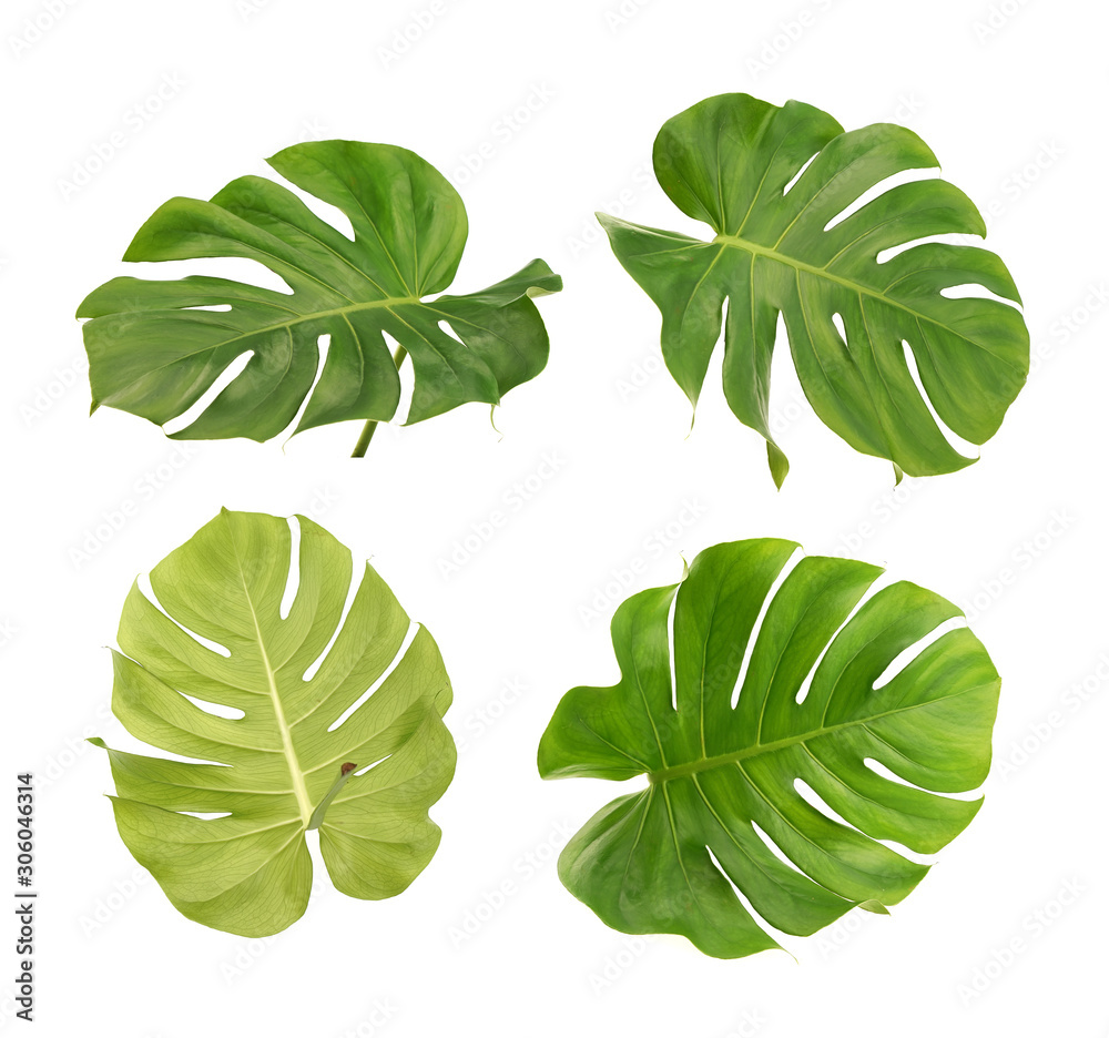 Wall mural collection of monstera leaf on a white background