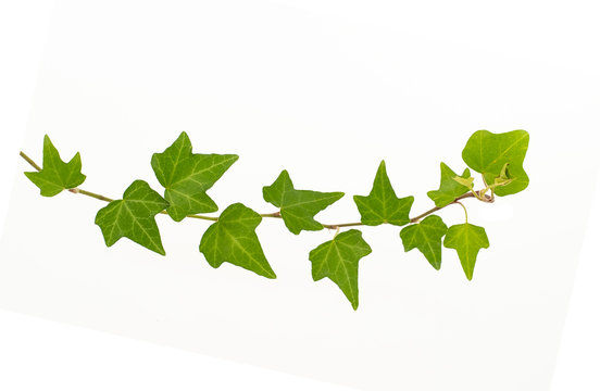 ivy isolated on a white background.