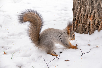 Squirrel hides nuts in the white snow