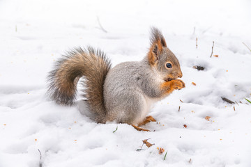 The squirrel sits on white snow